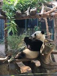 happypanda.jpg